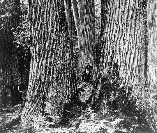 Smartbark Offers A Tribute To The American Chestnut Tree