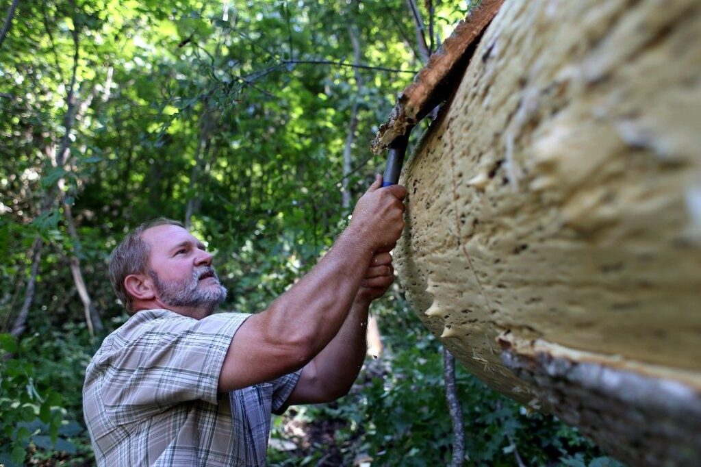 bark siding