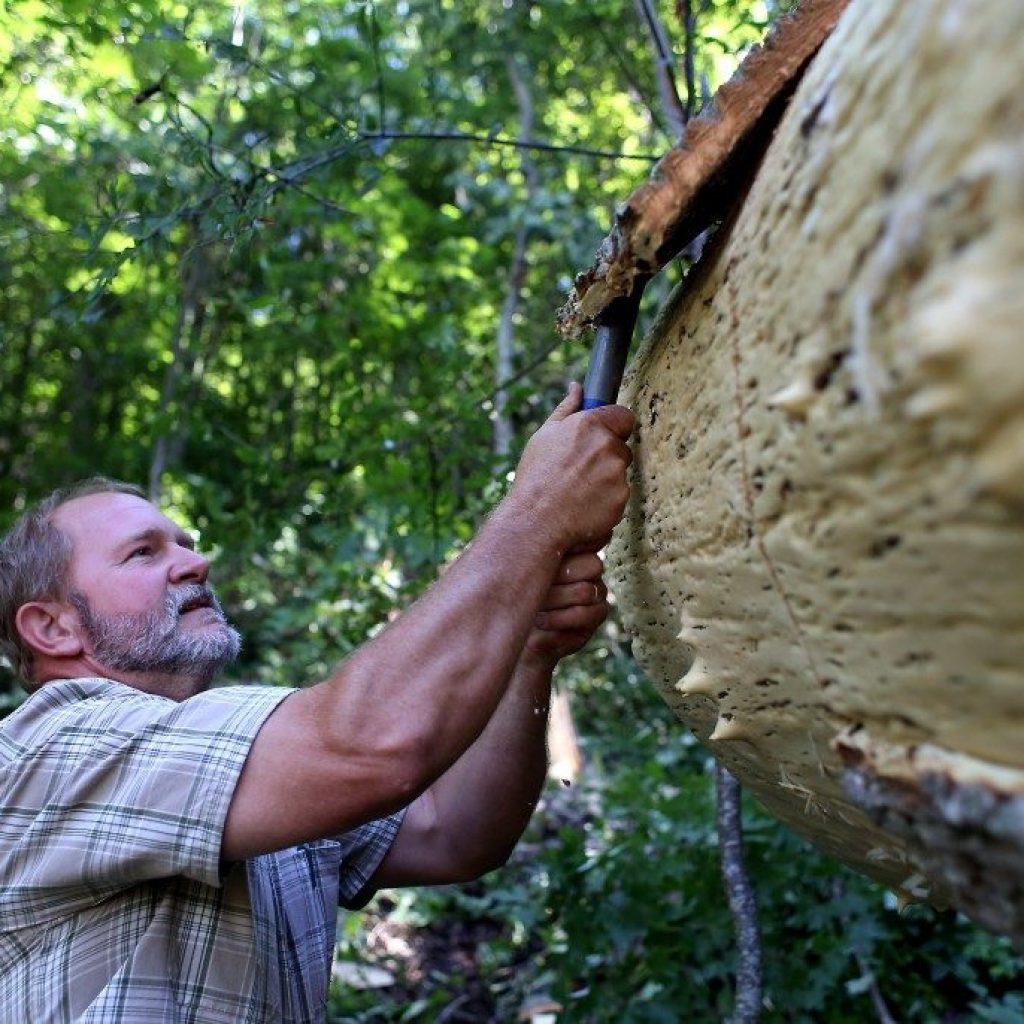 bark siding